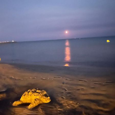 Vrasland Ter 70 M De La Plage 6 Couchages Нарбон-Плаж Екстериор снимка