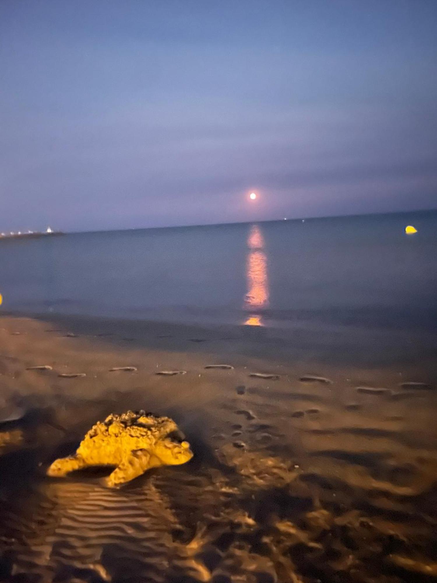 Vrasland Ter 70 M De La Plage 6 Couchages Нарбон-Плаж Екстериор снимка